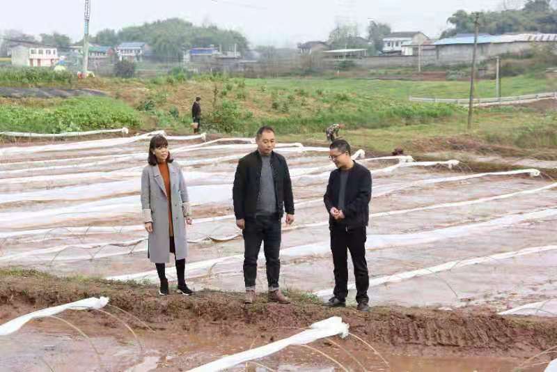 合川土場最新動態(tài)更新，今日最新資訊速遞