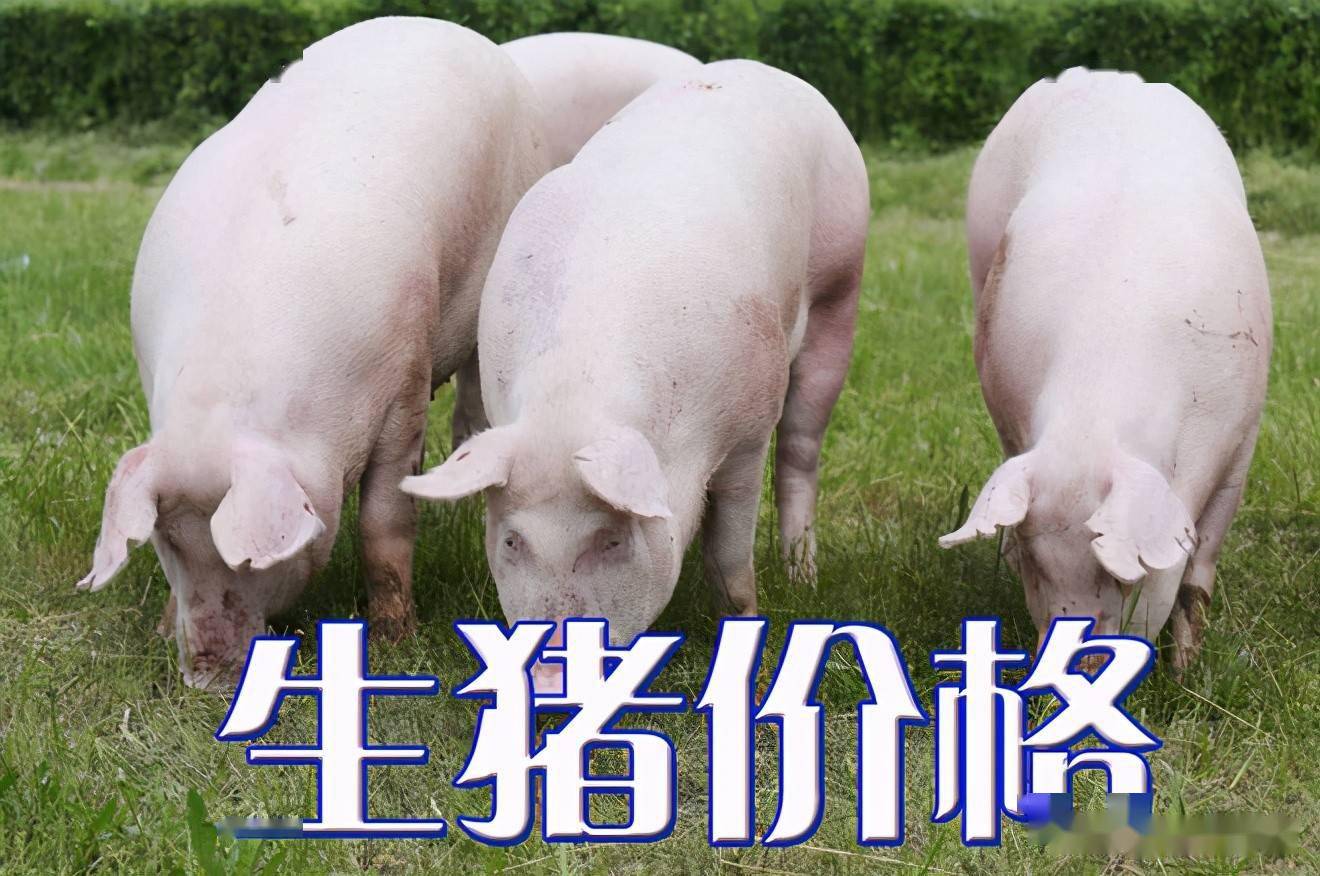 濰坊今日生豬價(jià)格探索，一場(chǎng)綠色之旅尋找內(nèi)心平靜
