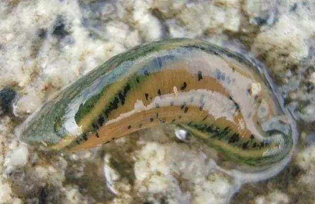 石斑魚孵化技術(shù)革新詳解，從入門到精通的孵化指南