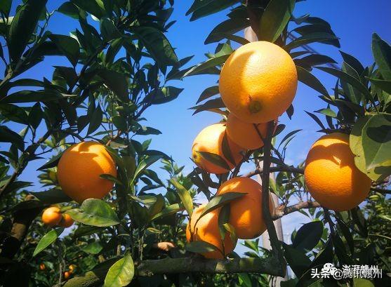 贛州上市公司，閃耀未來，共創(chuàng)繁榮時(shí)代！