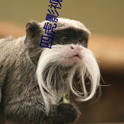 四虎影最新在線觀看，熱門影視的全新體驗