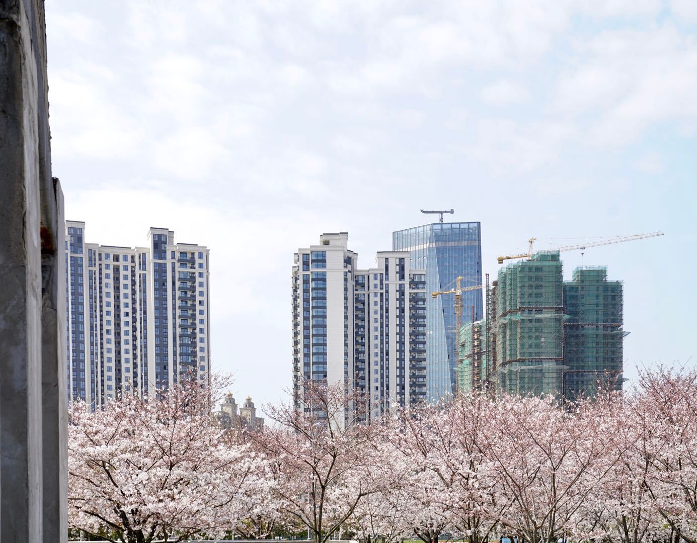 櫻花園置換最新進(jìn)展揭秘，科技重塑生活，煥發(fā)新生希望