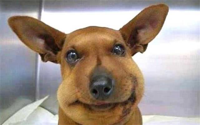 最新毒蜂，逆風(fēng)翱翔，學(xué)習(xí)鑄就自信與成就之巔