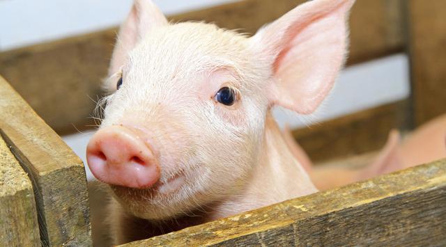 全國生豬最新行情深度解析與觀點(diǎn)闡述，今日市場趨勢分析