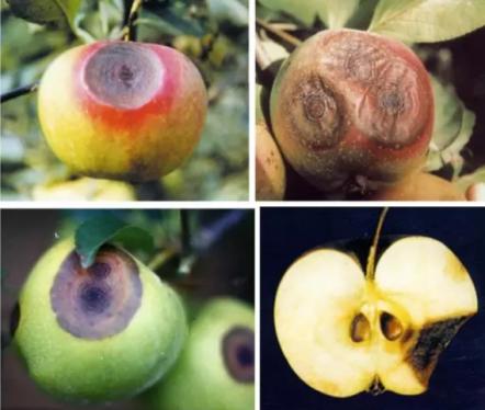 最新炭疽病治療藥物，變化、學(xué)習(xí)與信心的力量探索