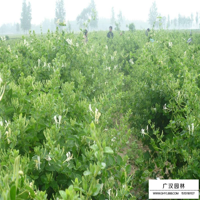 金銀花最新行情與機(jī)遇，價(jià)格變動(dòng)中的自信與成就感之源