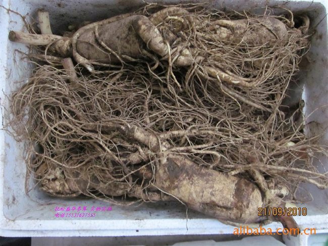 人參最新價格及市場走勢、品質(zhì)鑒別全解析