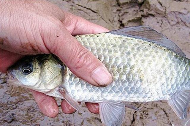 高科技智能魚探設(shè)備引領(lǐng)海洋探索新時代，最新魚訊速遞