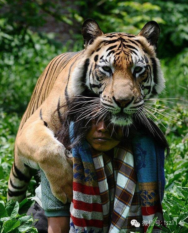 最新人與獸技能學(xué)習(xí)與實踐步驟指南，從理論到實操的全面指南