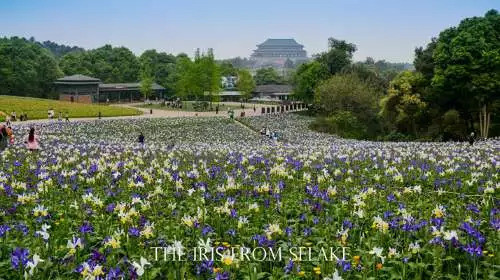 石象湖門票最新信息，賞花門票火熱搶購中！
