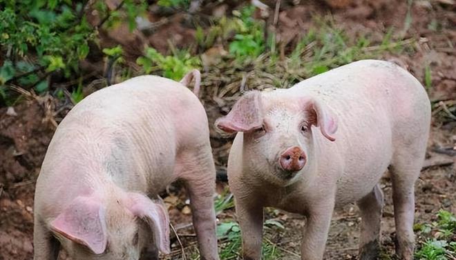 時代背景下的市場洞察，母豬價格最新行情分析