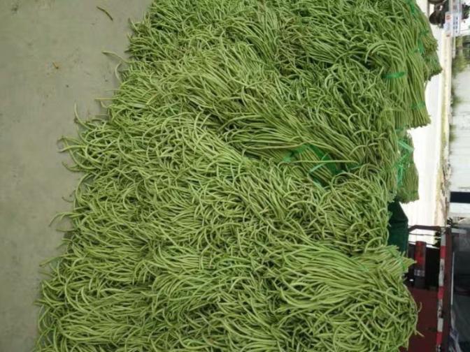 合浦豆角最新價(jià)格指南，獲取與比較豆角價(jià)格的方法及最新價(jià)格更新通知