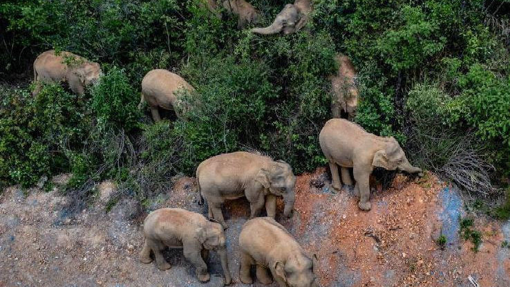 象群最新現(xiàn)身地，力量與自信之歌的演繹