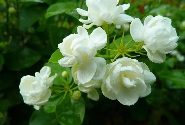 花香滿園最新章節(jié)獲取攻略，輕松閱讀新書(shū)章節(jié)的步驟