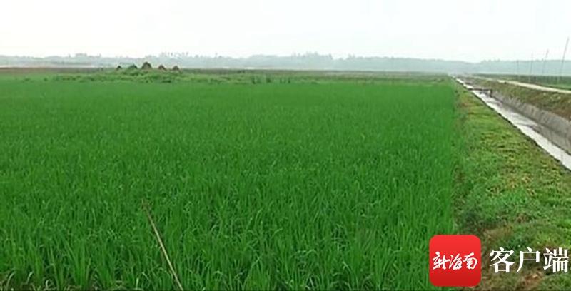 澄邁最新動(dòng)態(tài)，自然美景探索之旅，尋覓內(nèi)心平和與寧?kù)o的旅程