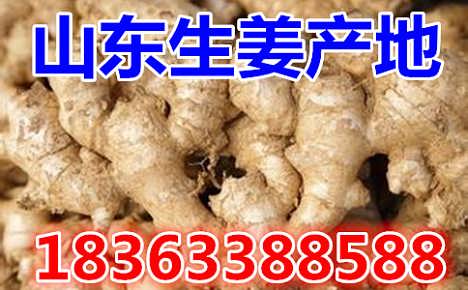 鮮姜最新價(jià)格揭秘，自然美景背后的旅行探索之旅