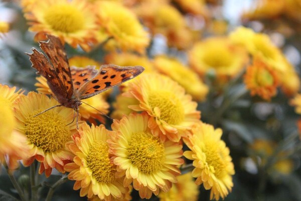 番茄最新作品，用學(xué)習(xí)之鑰，開啟自信與成就的大門