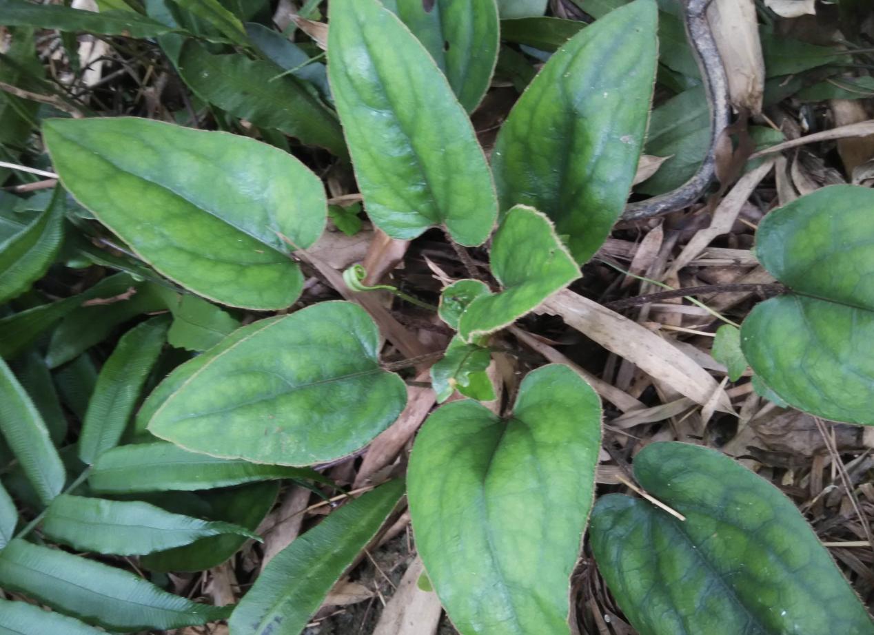 今日黃連最新價格及小巷隱秘寶藏，探尋特色小店的奇妙之旅