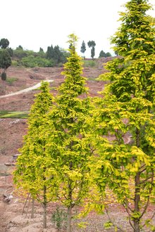 最新彩葉樹種種植與養(yǎng)護(hù)指南，從選種到養(yǎng)護(hù)一步到位！