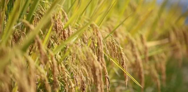 蒼南最新動態(tài)，變化中的力量，學(xué)習(xí)鑄就自信與成就