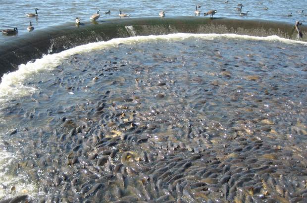 美國鯉魚成災(zāi)背后秘密揭秘，鯉魚泛濫與小巷獨特小店的故事