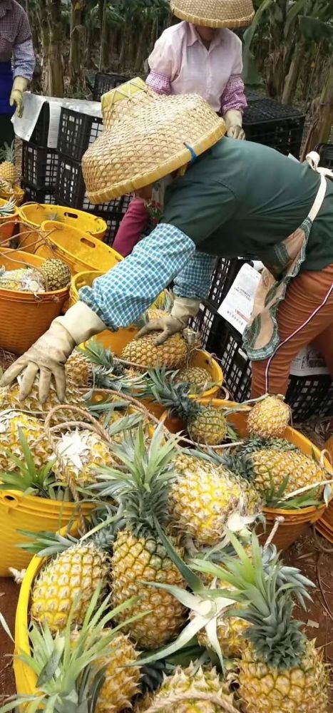 徐聞菠蘿最新價格及市場走勢分析，多方觀點解讀市場動態(tài)