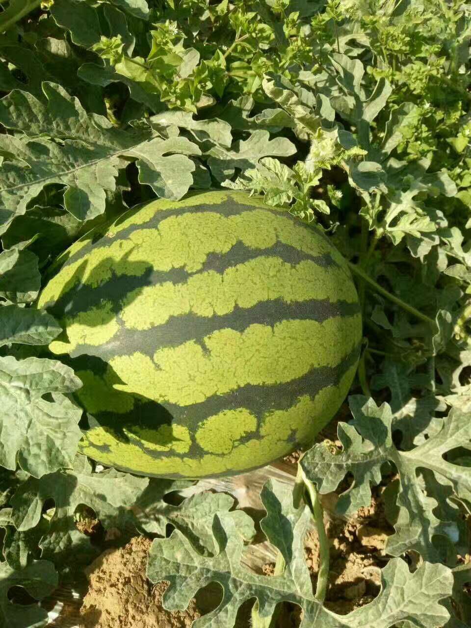 惠民西瓜最新價格，一顆瓜的成長之路與你的成長相伴