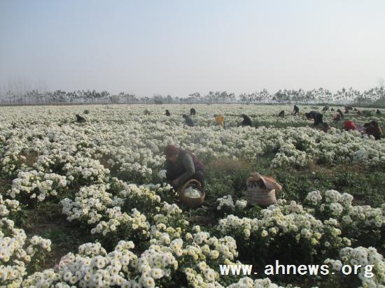 界首最新新聞，學(xué)習(xí)變革的力量，自信與成就感的融合之路