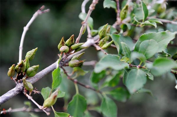 連翹最新價格走勢，機遇中的自信力量與自我成長展望