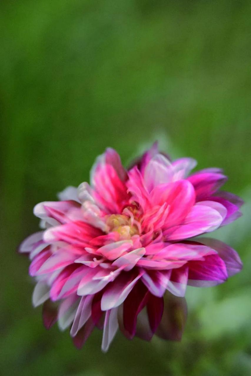 最新花舞，綻放的藝術之美欣賞