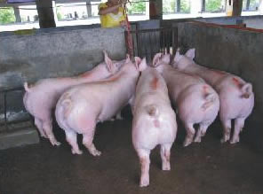 最新仔豬品種選擇與飼養(yǎng)指南，品種介紹與飼養(yǎng)步驟全解析