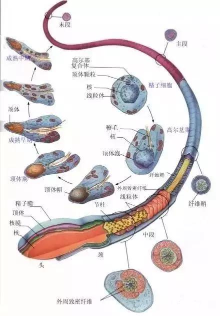 窩精子最新，小巷中的秘密風(fēng)味探索