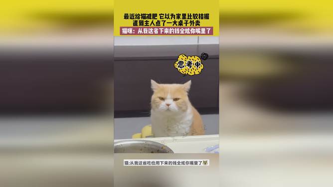 省貓任務輕松完成指南，最新技能學習與任務執(zhí)行詳細步驟