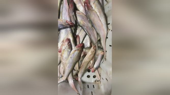 最新魚(yú)視頻，海洋生態(tài)與觀賞魚(yú)文化的精彩交融