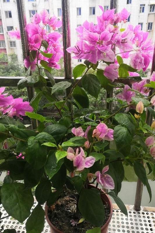 小巷深處的獨(dú)特花語，最新殘花之美
