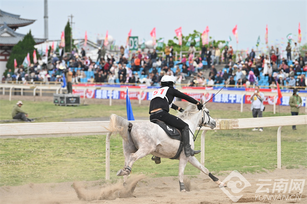 馬王最新動(dòng)態(tài)，探索馬術(shù)世界的新篇章