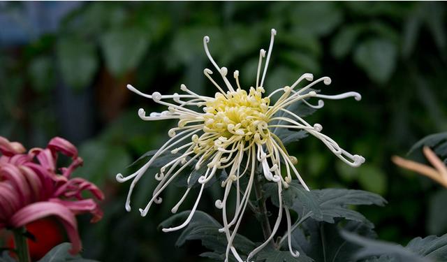 摧花最新配方揭秘，綻放美麗新篇章