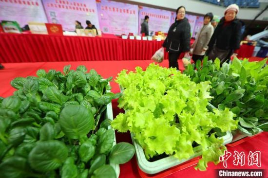 南京最新蔬菜，時代味道與文化脈絡(luò)的融合