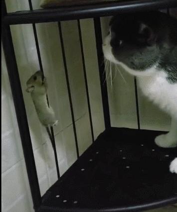 城市隱秘觀察者，灰色老鼠的最新動態(tài)觀察