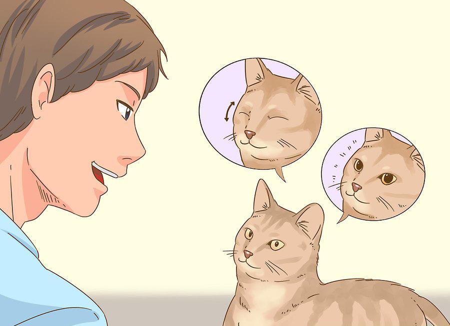 貓咪最新破譯，高科技重塑貓奴生活，智能養(yǎng)貓新時(shí)代的開啟