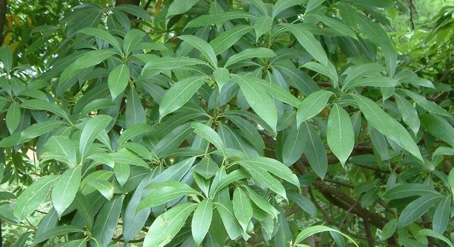 南山楠最新，自然美景的輕松探索之旅