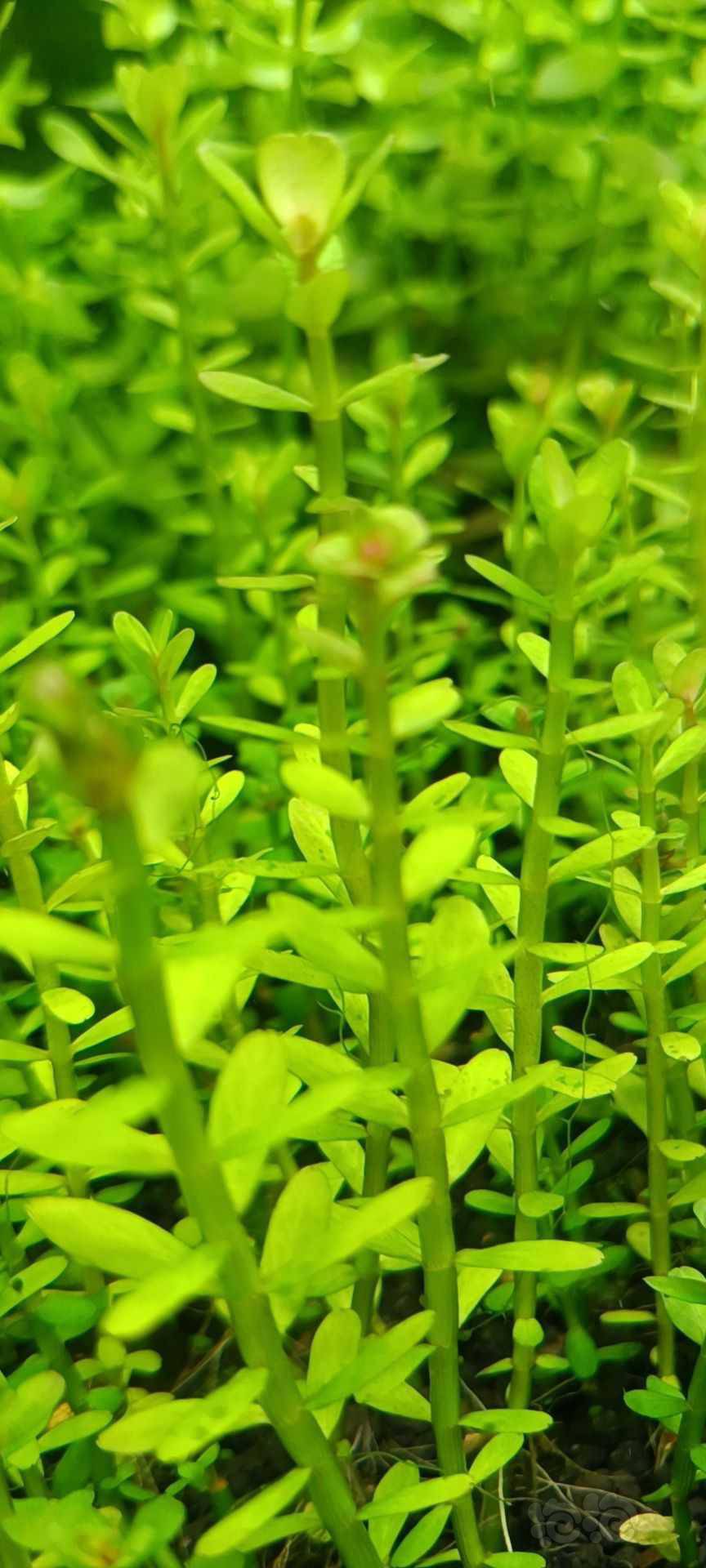 最新福利草草，自然美景之旅，探尋內(nèi)心平和與喜悅的旅程