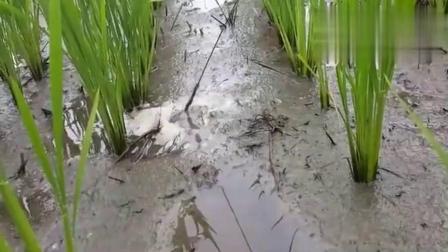 最新釣鱔魚技術探討與分享