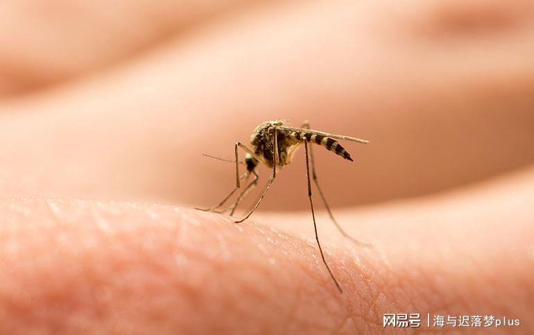 揭秘蚊子世界，最新報道與防治策略探索