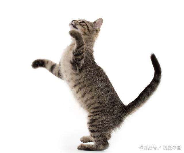 貓咪最新跳轉(zhuǎn)，尋找內(nèi)心平靜的奇妙冒險(xiǎn)之旅