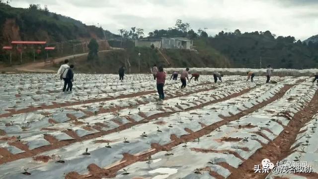 信宜最新肺炎，理解、應(yīng)對與關(guān)愛