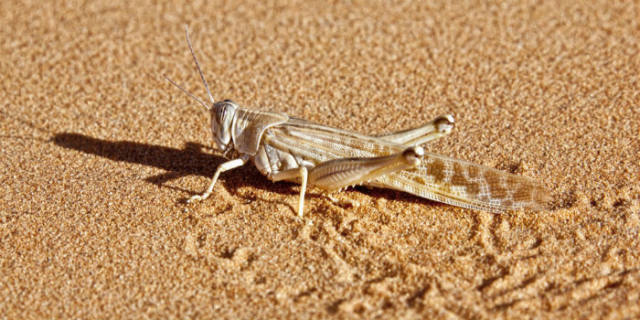 蝗災最新動態(tài)，科技先鋒引領抗災新時代