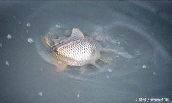 最新逗釣步驟指南，從入門到精通的釣魚技巧分享