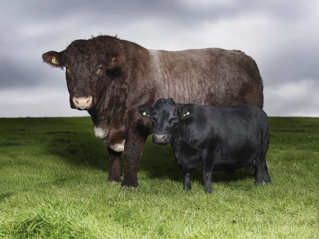 小巷隱藏寶藏，探訪特色小店，領(lǐng)略最牛最新魅力之旅
