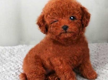 最新小鹿犬，趣事不斷，傳遞溫馨友誼與愛的小使者